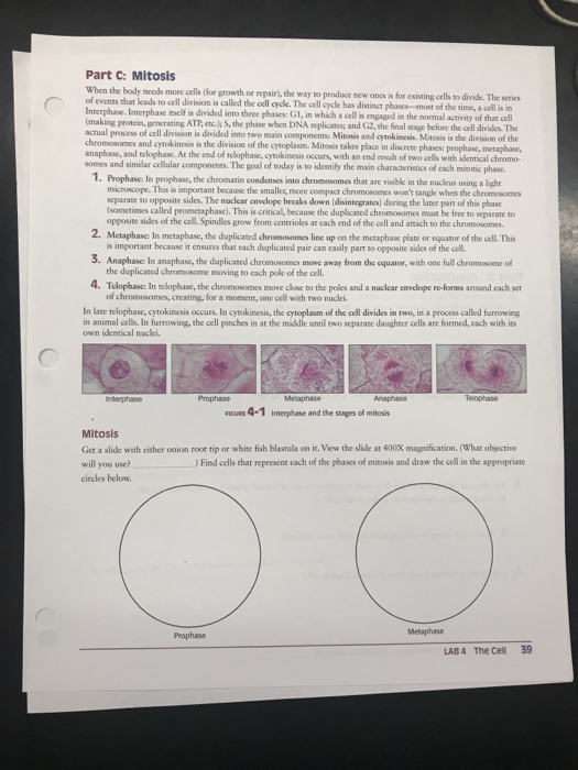 Part C: Mitosis the body nceds more cells (for growth or repair), the way to produce new ones is for existing cells to divide
