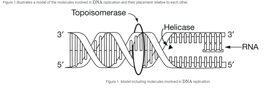Figure 1 illustrates a model of the molecules involved in DNA replication and their placement relative to each other. Topoiso