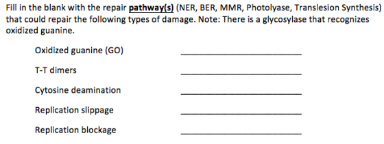 Fill in the blank with the repair pathway(s) (NER, BER, MMR, Photolyase, Translesion Synthesis) that could repair the followi