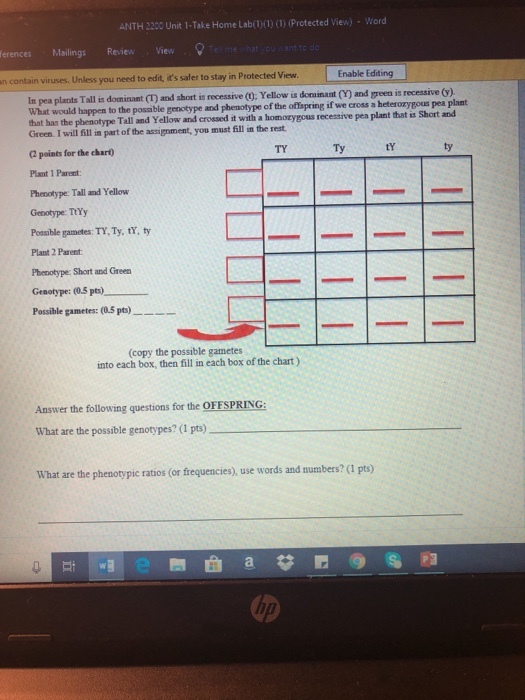 ANTH 2200 Unit 1-Take Home Lab(1)(1) (1) Protected View) . Word erences Mailings Review View Enable Editing n contain viruses. Unless you need to edit, its safer to stay in Protected View In pea plants Tall is dominaet (T) and short What would happen to the possible genotype and phenotype of the that has the phenotype Tall and Yellow and Green I will ill in part of the assignment, you must fill in the rest. is recessive (): Yellow is dominant (Y) and green is recessive (y) crossed it with a homozygous recessive pea plant that is Short and ty offspring if we cross a heterozygous pea plant TY Ty ty (2 points for the chart) Plant 1 Parent Phenotype: Tall and Yellow Genotype: TtYy Possible gametes: TY, Ty, tY, ty Plant 2 Parent Phenotype: Short and Green Genotype: (0.5 pts) Possible gametes: 05 p) (copy the possible gametes into each box, then fill in each box of the chart) Answer the following questions for the OFFSPRING What are the possible genotypes? (1 pts) What are the phenotypic ratios (or frequencies), use words and numbers? (1 pts)
