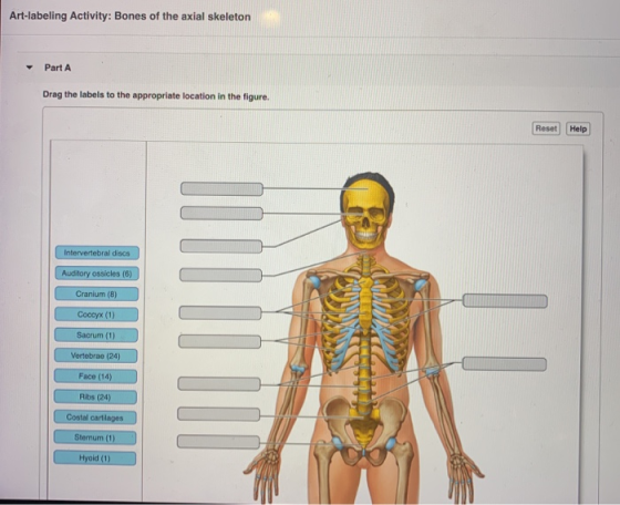 Art-labeling Activity: Bones of the axial skeleton Part A Drag the labels to the appropriate location in the figure. Reset He