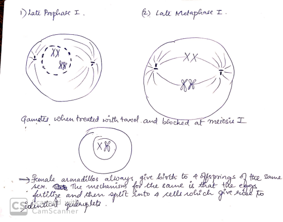 1) hate Prophare I. B) Late Metaphase I. Gametes when treated with tamol. and blocked at meiosis I same female armadillos alw