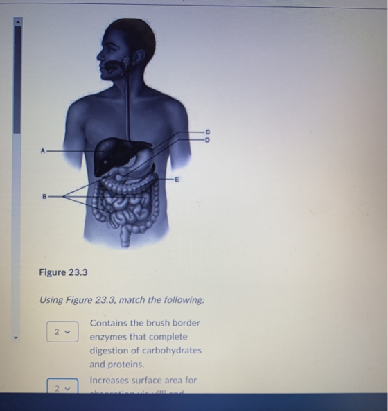 OO Figure 23.3 Using Figure 23.3, match the following: 2 v Contains the brush border enzymes that complete digestion of carbo