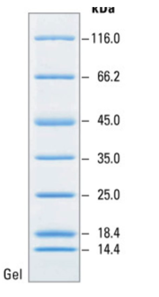 kua -116.0 - 66.2 - 45.0 - 35.0 - 25.0 - - 18.4 14.4 Gel