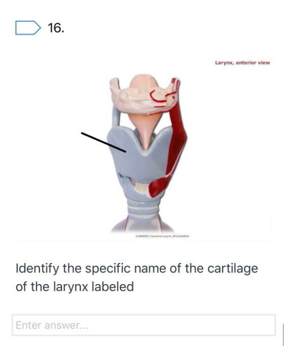 D 16. Larynx, anterior view Identify the specific name of the cartilage of the larynx labeled Enter answer...