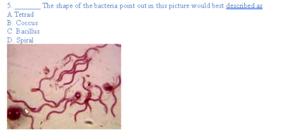 5. The shape of the bacteria point out in this picture would best described as A Tetrad B. Coccus C. Bacillus D. Spiral