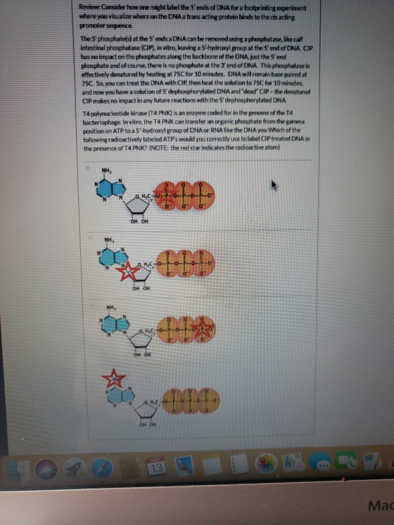 Review. Consider how one might label the 5ends of DNA for a footprinting experiment where you visualize where on the DNA a t