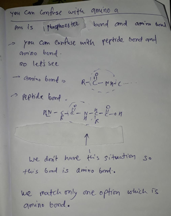 you can confuse with amino a Ans is I Phosphoes tot bing and amino bond ! - you can confuse with peptide bond and amino bend.