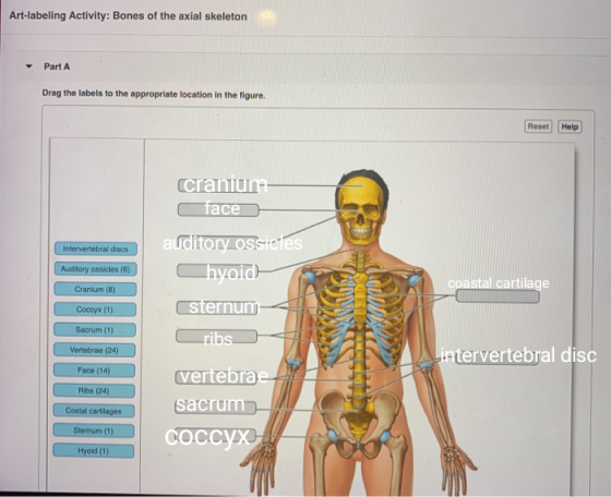 Art-labeling Activity: Bones of the axial skeleton Part A Drag the labels to the appropriate location in the figure. Reset He