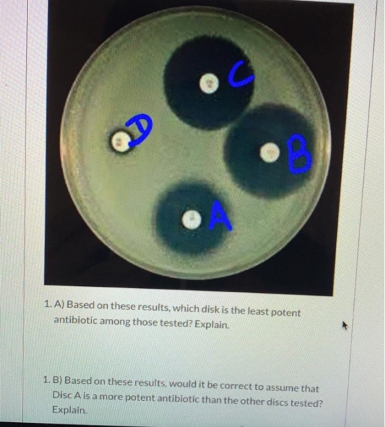 1. A) Based on these results, which disk is the least potent antibiotic among those tested? Explain. 1. B) Based on these res