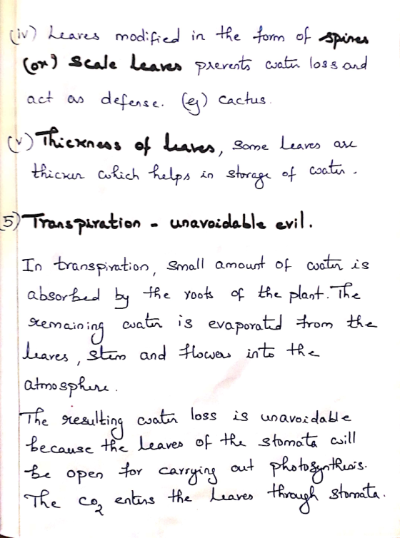 (iv) Leares modified in the form of aspires (ox) Scale leares prevents water loss and act as defense. (g) Cactus. () Thicknes
