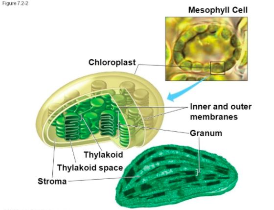 What are small cell structures within green plant cells