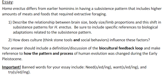 Essay: Homo erectus differs from earlier hominins in having a subsistence pattern that includes higher amounts of meats and f