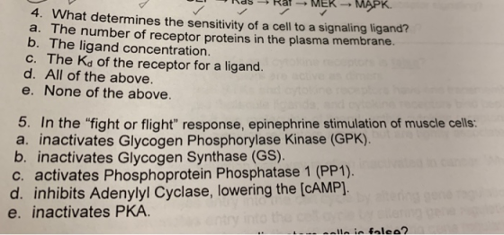 , ras-, Rat-, MEK-, MAPK. / 4. What determines the sensitivity of a cell to a signaling ligand? a. The number of receptor pro