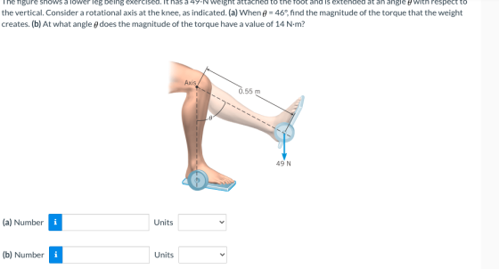 The ngure shows a lower leg being exercised. It has 47-N weight attached to the root and is extended at an angled with respec
