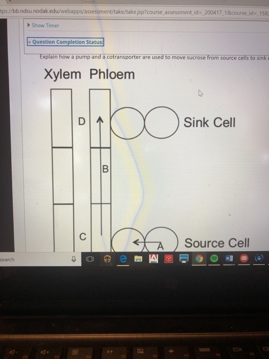 tps.//bb.ndsu.nodak.edu/webapps/assessment/take/take jsp?course assessment id- 200417 1&course id- 158 Show Timer s Question Completion Status Explain how a pump and a cotransporter are used to move sucrose from source cells to sink Xylem Phloem Sink Cell <??) Source Cell search