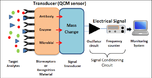 Transducer (QCM sensor) Antibody Electrical Signal Enzyme Mass Change Microbial Oscillator Frequency circult counter Monitori