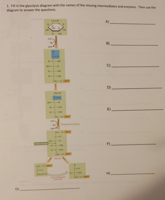 1. Fill in the glycolysis diagram with the names of the missing intermediates and enzymes. Then use the diagram to answer the