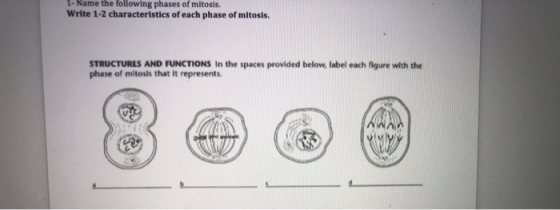 1- Name the following phases of mitosis. Write 1-2 characteristics of each phase of mitosis. STRUCTURES AND FUNCTIONS In the