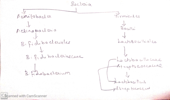 Bacteria Acinitobadee firmicutes V Bacilli Actinopaleria H Bifidibacteriales Lactobacilliales Bifidobacterial case -Lactobaci