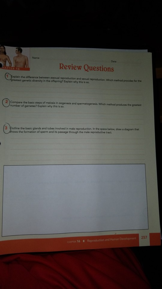 Name Date Review Questions 1 Explain the difference between asexual reproduction and sexual reproduction. Which method provides for the genetic diversity in the ofspring? Explain why this is so 2 Compare the basic steps of meiosis in oogenesis and spermatogenesis. Which method produces the greatest number of gametes? Explain why this is so. 3 Dutline the basic glands and tubes involved in male reproduction. In the space below, draw a diagram that hows the formation of sperm and its passage through the male reproductive tract 257 PH 16 Reproduction and Human Developmert