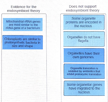 Evidence for the endosymbiont theory Does not support endosymbiont theory Mitochondrial rRNA genes are most similar to the rR