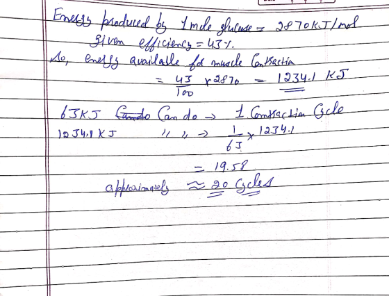 Energy produced by Imole slucase = 2870kJ/mol given efficiency=43%. o enelly available for muscle Contraction ا ت كل .1234 =