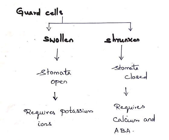 Guard cells swollen shrunken stomata open Stomata closed Requires potassium ions Requires calcium and ABA: