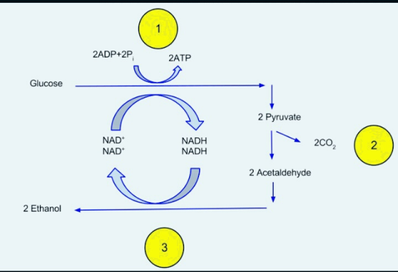 2ADP+2P 2ATP Glucose 2 Pyruvate NAD NAD NADH NADH 2CO 2 2 2 Acetaldehyde 2 Ethanol