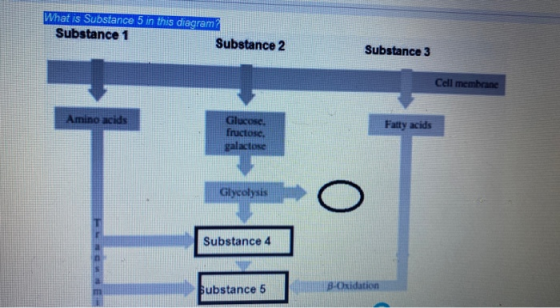What is Substance 5 in this diagram Substance 1 Substance 2 Substance 3 Cel membrane Amino acids GLUCOSC Fatty acids Fructose