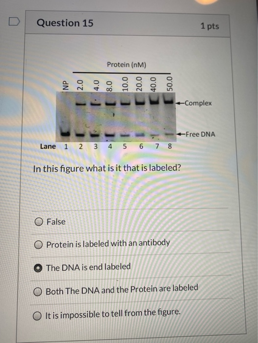 Question 15 1 pts Protein (nm) Complexها با با بن +Free DNA Lane 1 2 3 4 5 6 7 8 In this figure what is it that is labeled? O
