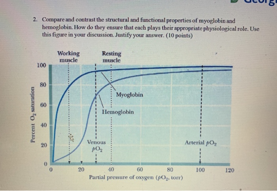 2. Compare and contrast the structural and functional properties of myoglobin and hemoglobin. How do they ensure that each pl