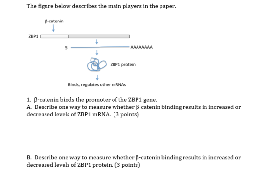 The figure below describes the main players in the paper β-catenin 5 ZBP1 protein Binds, regulates other mRNAs 1. p-catenin binds the promoter of the ZBP1 gene. A. Describe one way to measure whether β-catenin binding results in increased or decreased levels of ZBP1 mRNA. (3 points) B. Describe one way to measure whether β-catenin binding results in increased or decreased levels of ZBP1 protein. (3 points)