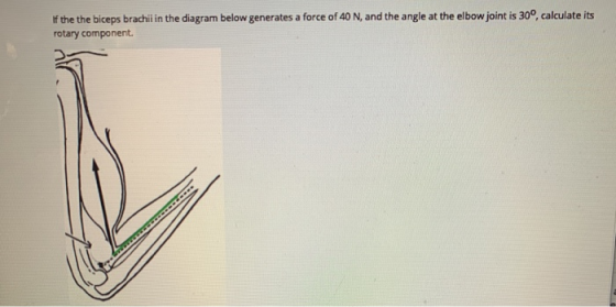 If the the biceps brachii in the diagram below generates a force of 40 N, and the angle at the elbow joint is 30°, calculate
