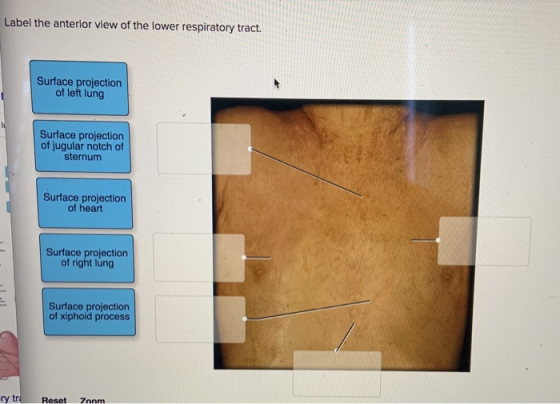 Label the anterior view of the lower respiratory tract. Surface projection of left lung Surface projection of jugular notch o