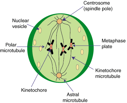 Centrosome (spindle pole) Nuclear vesicle 0 Polar microtubule Metaphase plate 0 Kinetochore microtubule Kinetochore Astral mi