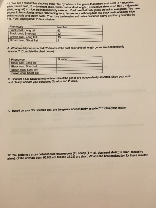 11. You are a researcher studying mice. You hypothesize allele, brown coat; B-dominant allele, black coat) and tail length (I recessive allele, shor allele, long tail) in mice are independently assorted. You know that both genes are autosomai gen. Youhve that genes that control coat color (b - recessive tail, L-dominant colonies of true- Obreeding access to two with short tails and brown coats. You cross the females and males described above and then you cross the F1s. Your aggregated F2 data is below mice: female mice with long tails and black coats and male mice mice Phenot Black coat, Long tail Black coat, Short tail Brown coat Long tail Brown coat, Short Tail Number 53 12 13 A. What would your expected F2 data be if the coat color and tail length genes are independenthy assorted? (Complete the chart below) Number Phenotype Black coat, Long tail Black coat, Short ta Brown coat Long tail Brown coat, Short Tail B. Conduct a Chi Squared test to determine i and clearly indicate your calculated Xz value and P value. f the genes are independently assorted. Show your work C. Based on your Chi Squared test, are the genes independenty assorted? Explain your answer. short recessive 12. You perform a cross between two allele). Ofthe animals born, 666%are tall and 333% are short. What is the best explanation for these results? heterozygote TI) sheep T tall dominant alele