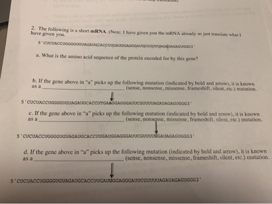 2. The following is a short mRNA. (Note: I have given you the mRNA already so just translate what I have given you. 5 CUCUAC