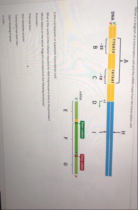 Below is a diagram of a transcription unit and the mRNA made from the transcription unit: А H DNA TTGACA TATAAT -35 B -10 C D