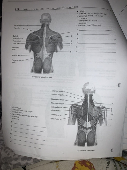 214 EXERCISE 14 SKELETAL MUSCLES AND THEIR ACTIONS . deltoid infraspinatus (in-fra-spi-NAY-tus • latissimus dorsi (la-T15-i-m
