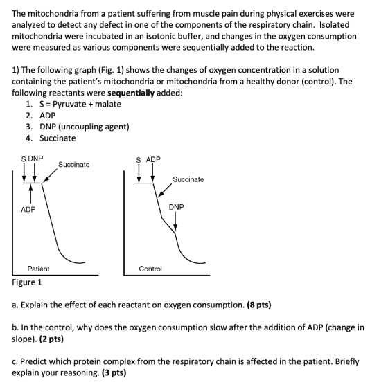 The mitochondria from a patient suffering from muscle pain during physical exercises were analyzed to detect any defect in on