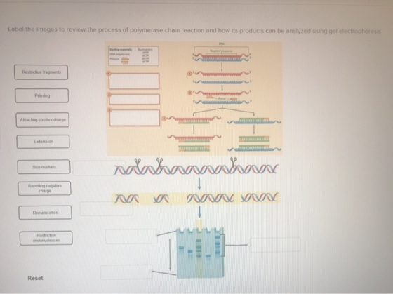Label the images to review the process of polymerase chain reaction and how its products can be analyzed using gel electropho