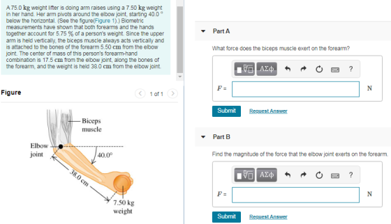 A 75.0 kg weight lifter is doing arm raises using a 7.50 kg weight in her hand. Her arm pivots around the elbow joint, starti