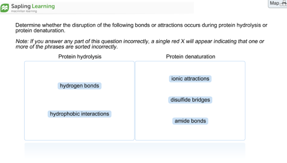 Map Sapling Learning macmillan learning Determine whether the disruption of the following bonds or attractions occurs during protein hydrolysis or protein denaturation. Note: If you answer any part of this question incorrectly, a single red X will appear indicating that one or more of the phrases are sorted incorrectly. Protein hydrolysis Protein denaturation onic attractions hydrogen bonds disulfide bridges hydrophobic interactions amide bonds