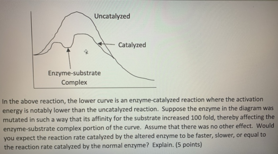 Uncatalyzed Catalyzed Enzyme-substrate Complex In the above reaction, the lower curve is an enzyme-catalyzed reaction where t