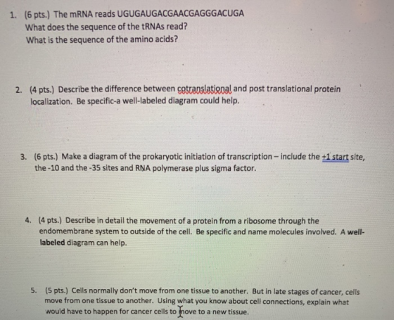 1. (6 pts.) The mRNA reads UGUGAUGACGAACGAGGGACUGA What does the sequence of the tRNAs read? What is the sequence of the amin