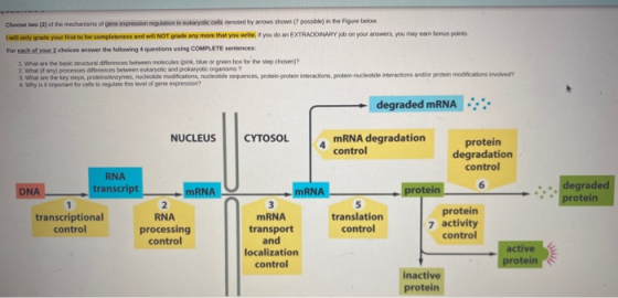 Choose two (2) of the mechanisms of gene expression regulation in eukaryotic cells denoted by rows shown (7 possible in the F