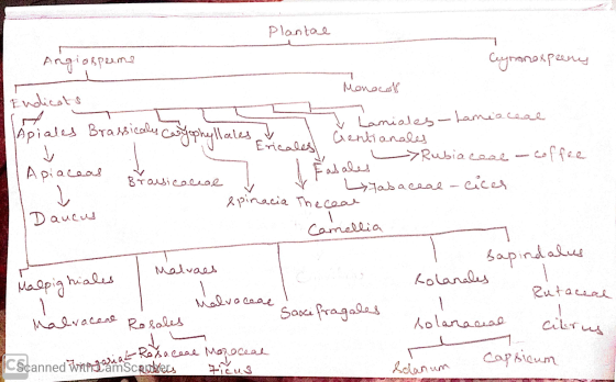 Plantal Angiosperma Стоп кралии Monocol Endicats piales Brassicales Caryophy V Lamiales - Lamiaceae Gentianales Ericaled 1 Ed