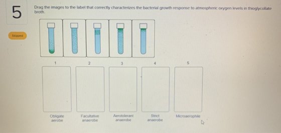 Drag the images to the label that correctly characterizes the bacterial growth response to atmospheric oxygen levels in thiog