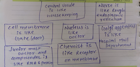 veek - ZUIZ Central vocule Nurse is is ke......... like Rough house Keeping 1 lendoplasmie I rericulum cell membrane Nucleus